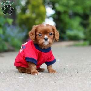 George, Cavalier King Charles Mix Puppy